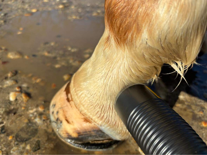 safe laser csüdsömör gyógyítása